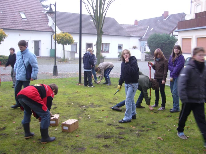 Foto aus Narzissen im Frühling · 2009